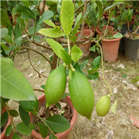 尤力克柠檬