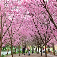 台湾樱花苗、台湾樱花苗
