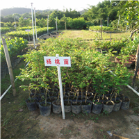 杨桃苗 