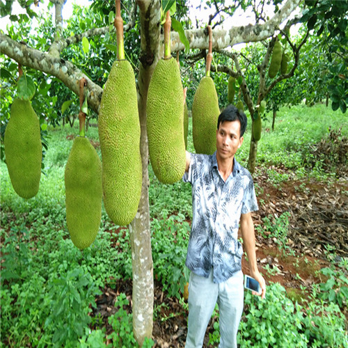 大量供应红肉菠萝蜜、 