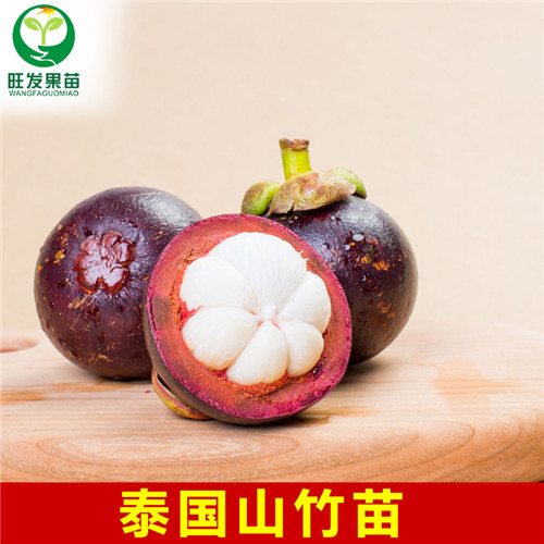 泰国山竹苗