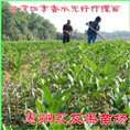 惠州惠东香水柠檬/深圳柠檬苗/青柠檬/ 