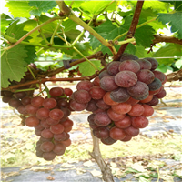 惠州夏黑葡萄苗、广东夏黑葡萄苗
