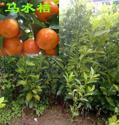 惠州马水桔苗，惠州马水桔苗价格，惠州马水桔苗花种植 