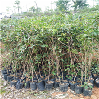 广东桂花苗、惠州桂花苗