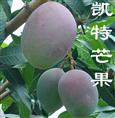 惠州凯特芒果苗基地@博罗凯特芒果苗出售