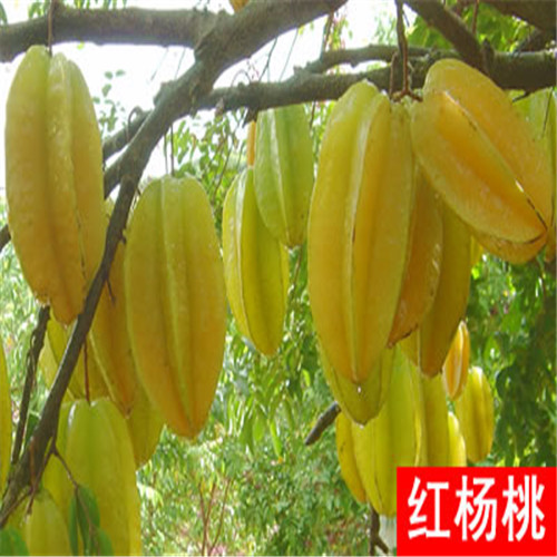 杨桃苗 
