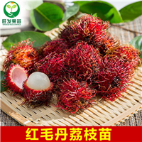 红毛丹荔枝苗、红毛丹荔枝苗