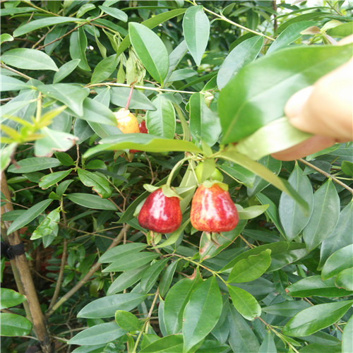 黑玫瑰樱桃