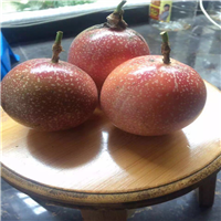 百香果苗