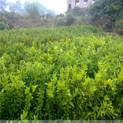 出售红肉蜜柚苗||珠海红肉蜜柚苗基地||珠海红肉蜜柚苗哪里有 