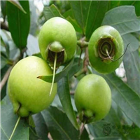 东莞水蒲桃、广州水蒲桃、广东水蒲桃