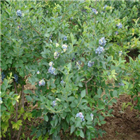 惠州蓝莓、广东蓝莓、东莞蓝莓