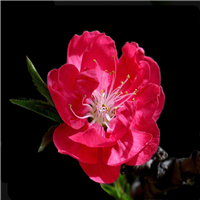 东莞桃花苗、惠州桃花苗、桃花苗 