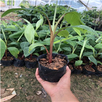 惠州红香蕉苗哪家好