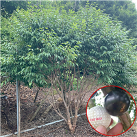 广西阿根廷嘉宝果苗价格