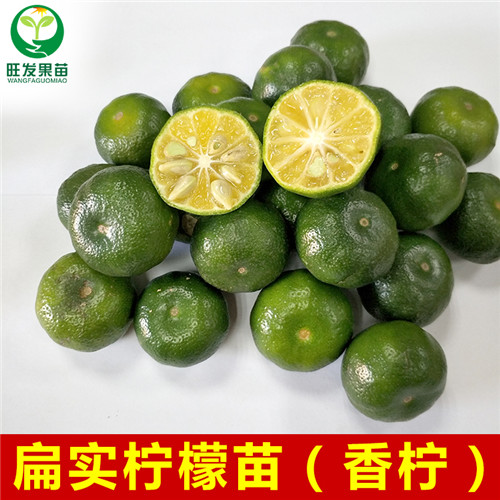 扁实柠檬苗