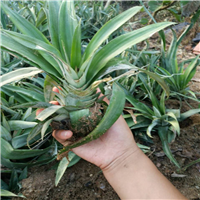 地菠萝蜜