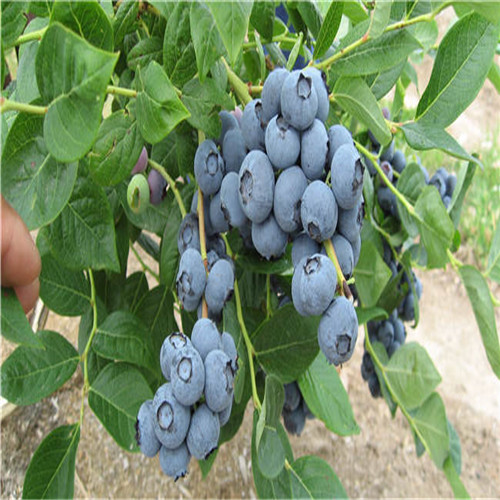 惠州蓝莓、广东蓝莓、东莞蓝莓