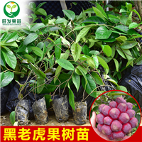 广东黑老虎果苗、黑老虎果苗