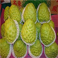 台湾凤梨释迦 
