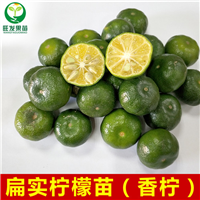 扁实柠檬苗