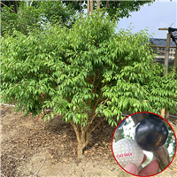 深圳阿根廷嘉宝果苗哪家好