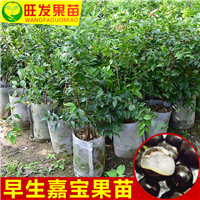 嘉宝果