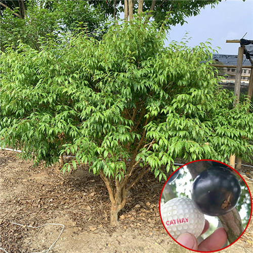 深圳阿根廷嘉宝果苗哪家好