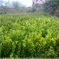 出售红肉蜜柚苗||珠海红肉蜜柚苗基地||珠海红肉蜜柚苗哪里有 