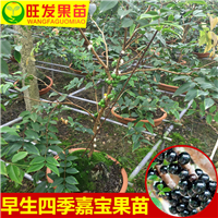 嘉宝果