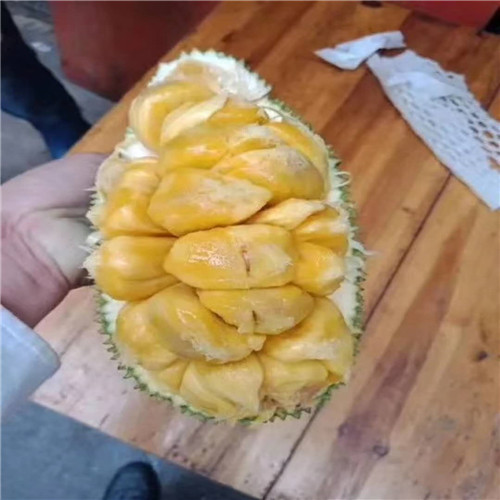 榴莲蜜果苗、榴莲蜜果苗、榴莲蜜果苗
