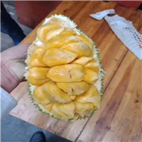 榴莲蜜果苗、榴莲蜜果苗、榴莲蜜果苗