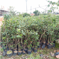 桂花苗、广州桂花苗