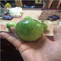 百香果苗