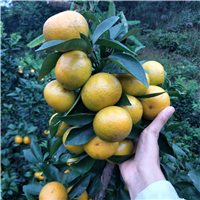 沃柑苗