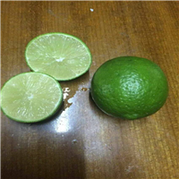台湾无籽青柠檬苗