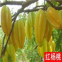 杨桃苗 