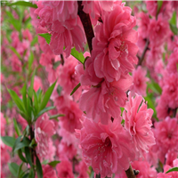 桃花苗、桃花苗、惠州桃花苗 