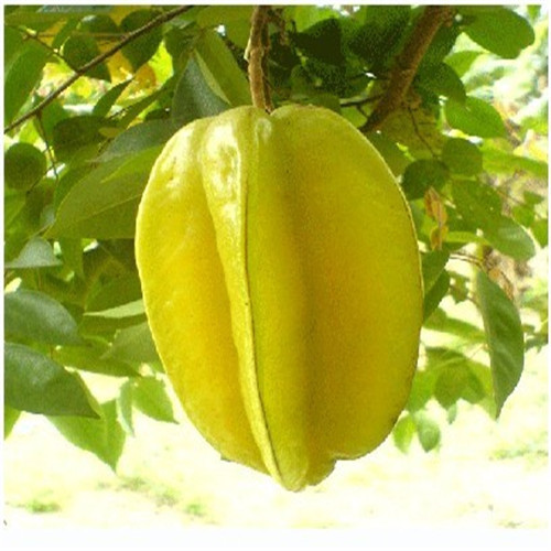 杨桃苗 