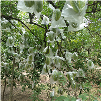 杨桃苗 