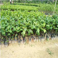 榴莲蜜果苗、榴莲蜜果苗、榴莲蜜果苗