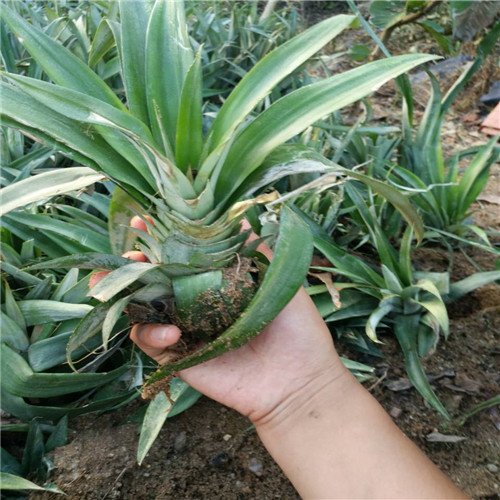 地菠萝蜜