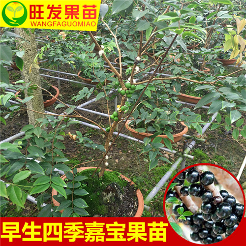 嘉宝果