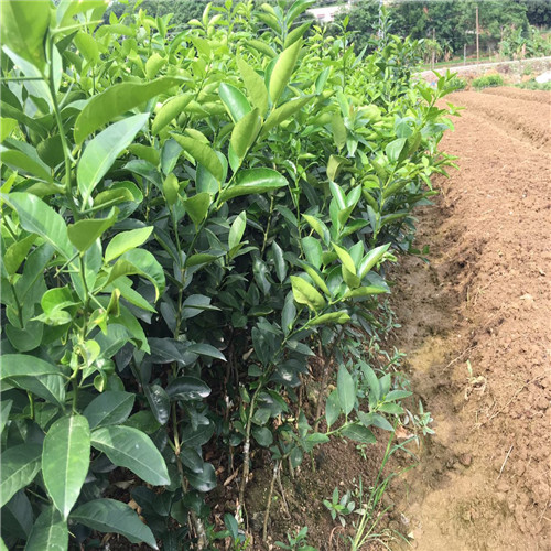 四季香水柠檬苗