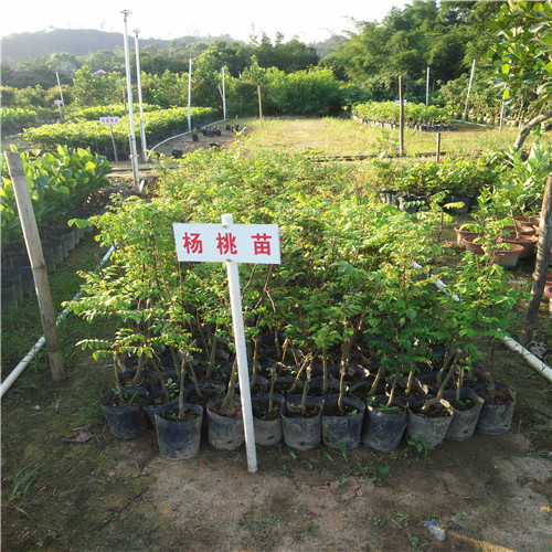 杨桃苗 
