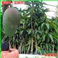 金煌芒果苗果树@河源芒果树苗批发