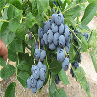惠州蓝莓、广东蓝莓、东莞蓝莓