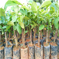 榴莲蜜果苗、榴莲蜜果苗、榴莲蜜果苗