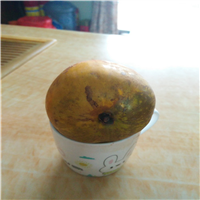 蛋黄果又称树鸡蛋果
